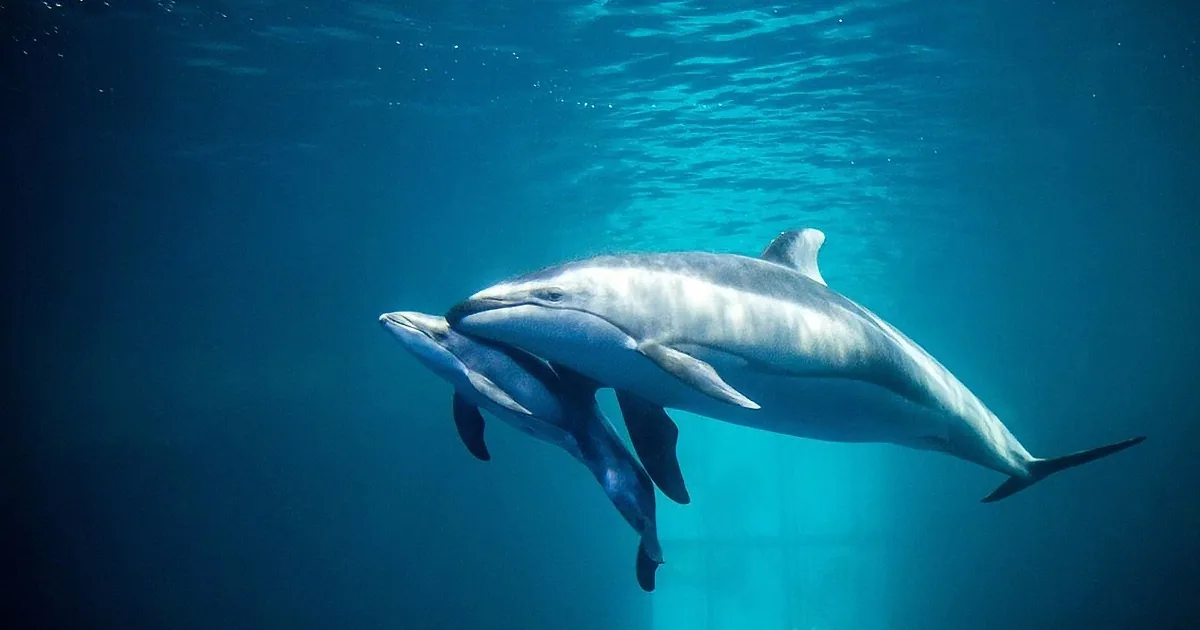 A pod of dolphins swims gracefully underwater, their sleek bodies gliding through the deep blue ocean.