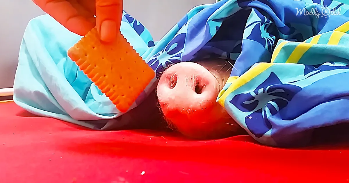 This Little Pig Is Probably Adorable, but He Will Only Poke His Nose out for a Cookie