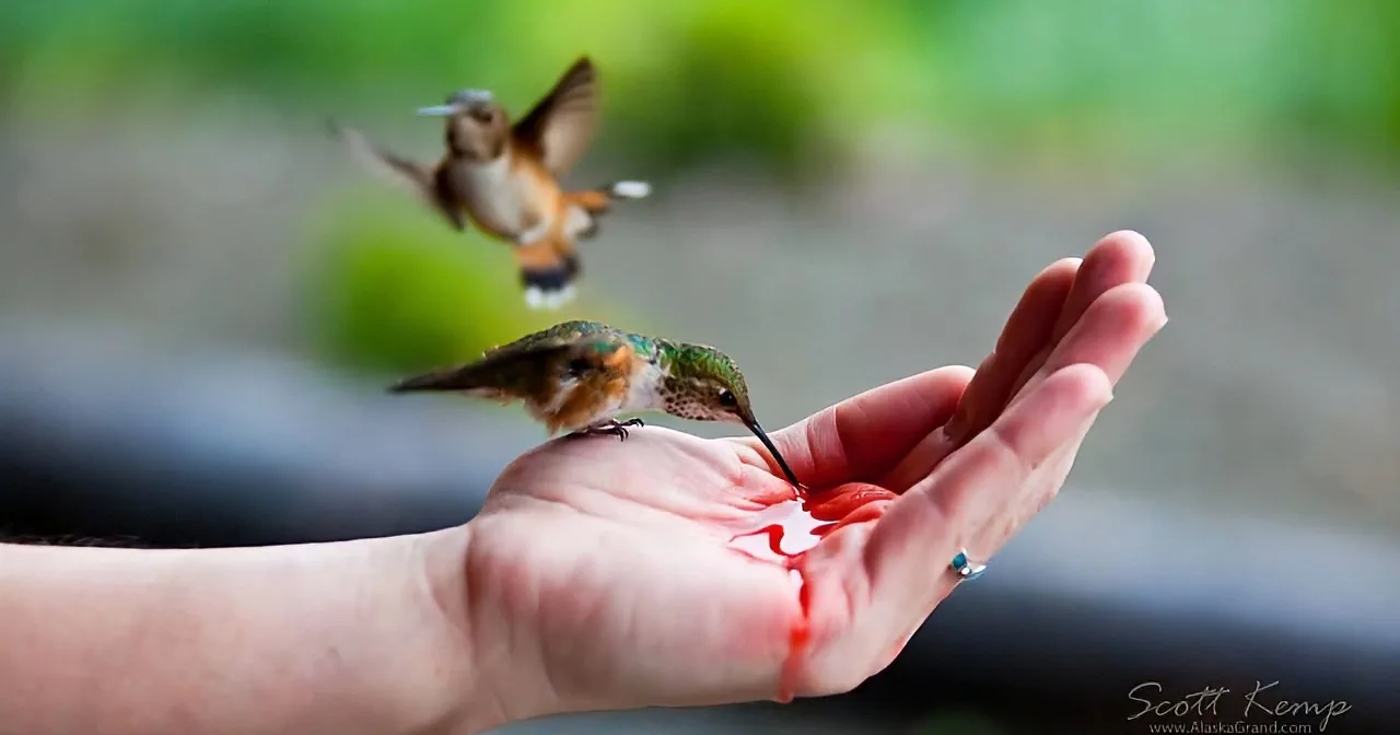 Hand-Feeding Hummingbirds Is a Wondrous Thing to Watch... Wow