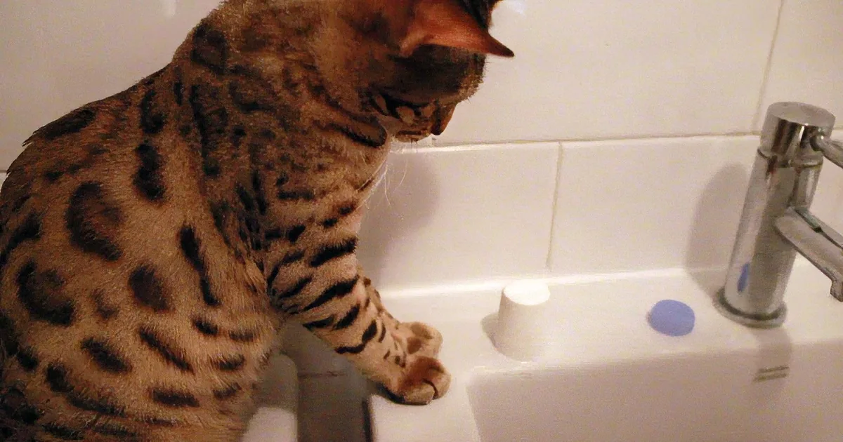 While Owner Gets Ready, Benji the Bengal Cat Has His Own Plans and They''re Hilarious!!!