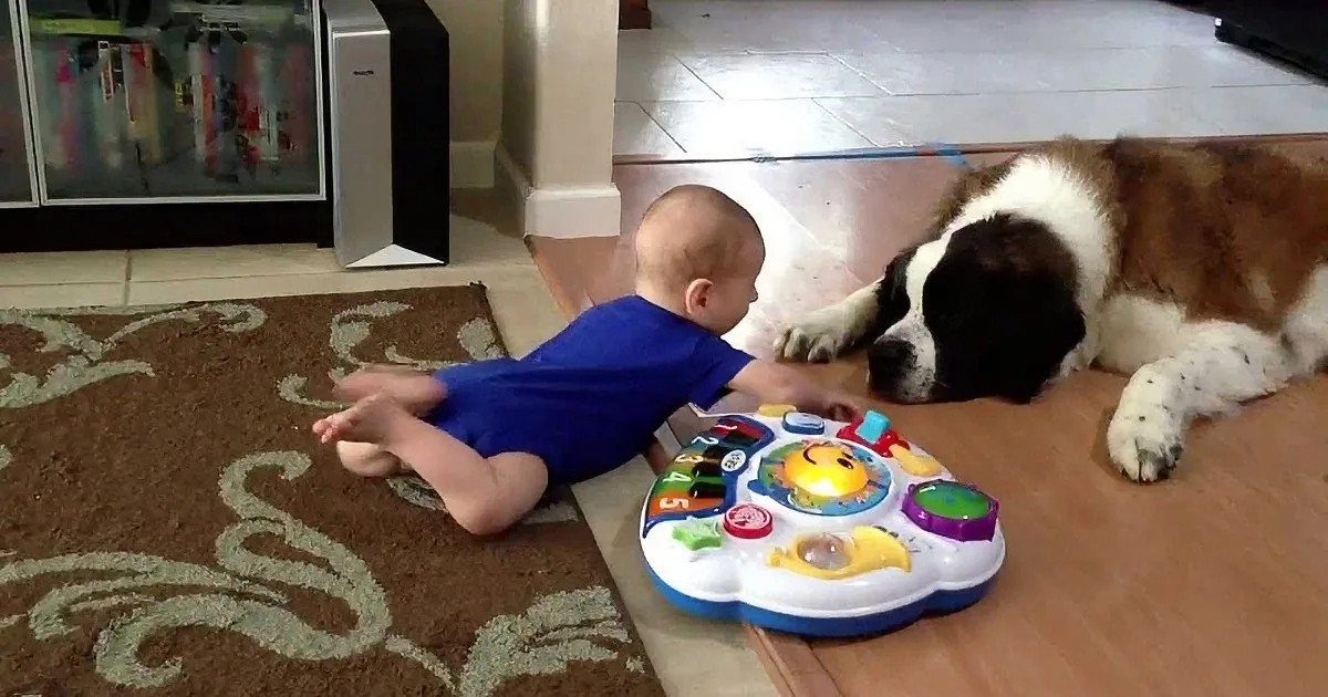 Huge Sleepy St. Bernard Is Way More Interesting Than Flashing Colorful Baby Toy