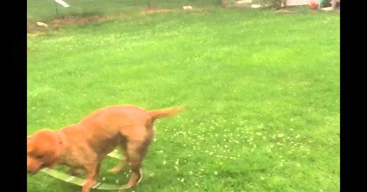 A dog runs across a grassy yard, its body blurred in motion.