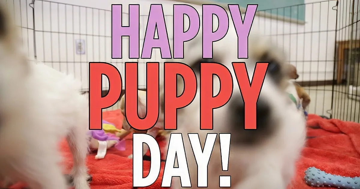 Puppies play on a red blanket with toys, text says "Happy Puppy Day!"