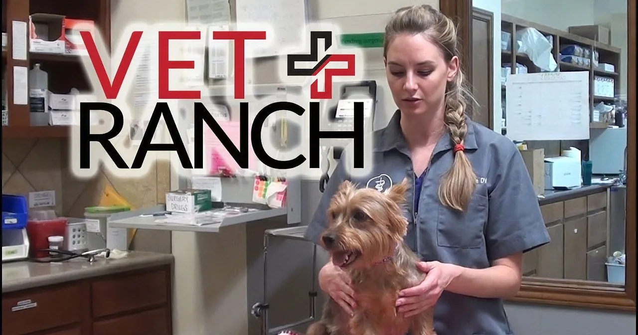 A vet holds a small dog in a clinic setting with "VET RANCH" text overlay.