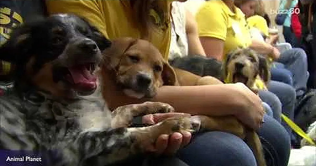 A dog with a blue merle coat is being petted by a person in a yellow shirt at what appears to be a public event.