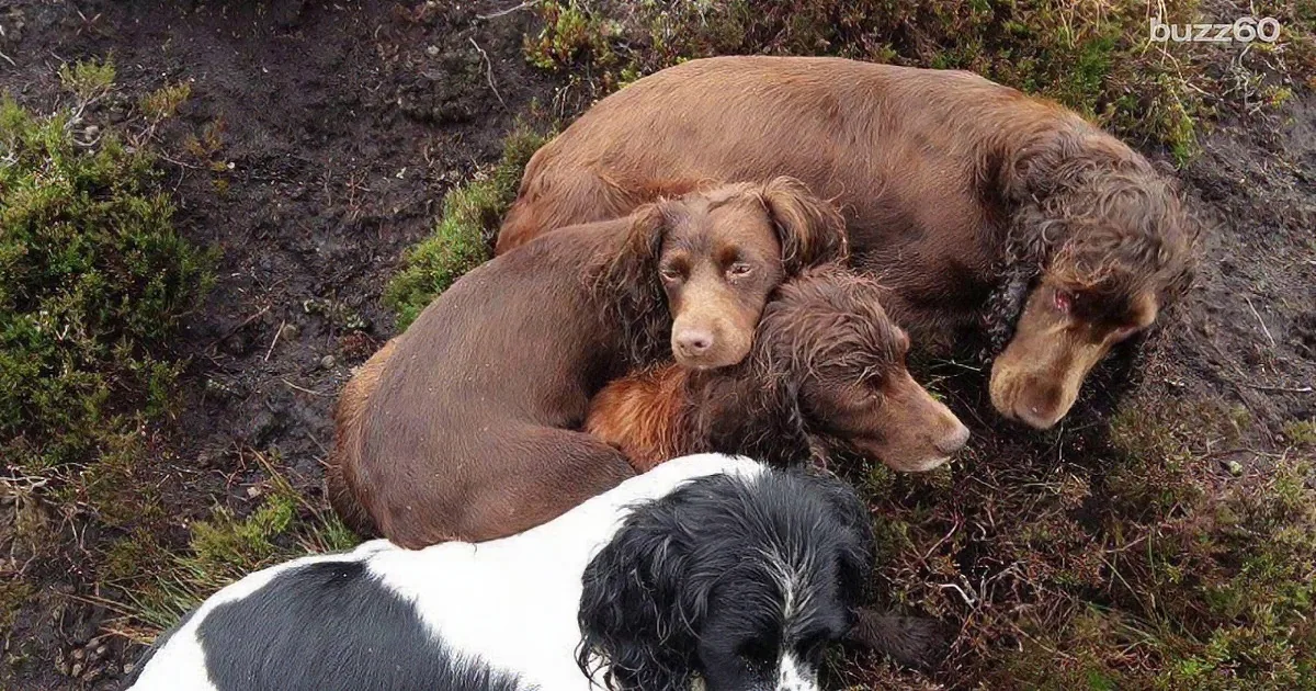 This Dog Vanishes While Going for Walk in Scotland. You Won''t Believe Where She Was Found!