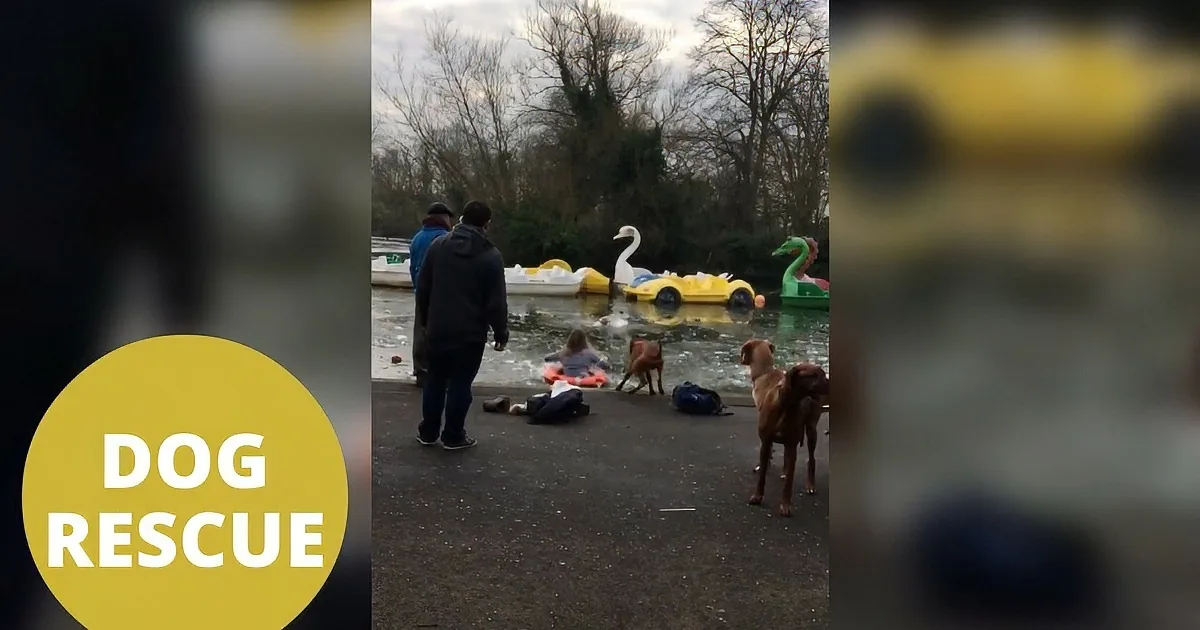 People and dogs near a pond with swan and dragonfly pedal boats, rescue text.