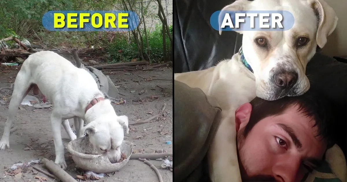 Peta Finds Dog With Ridiculously Short Chain. Wait Until You See Where He Is Now.