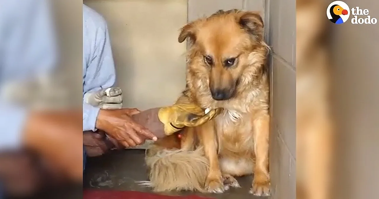 A dog with matted fur is being groomed by a person in a shelter setting.