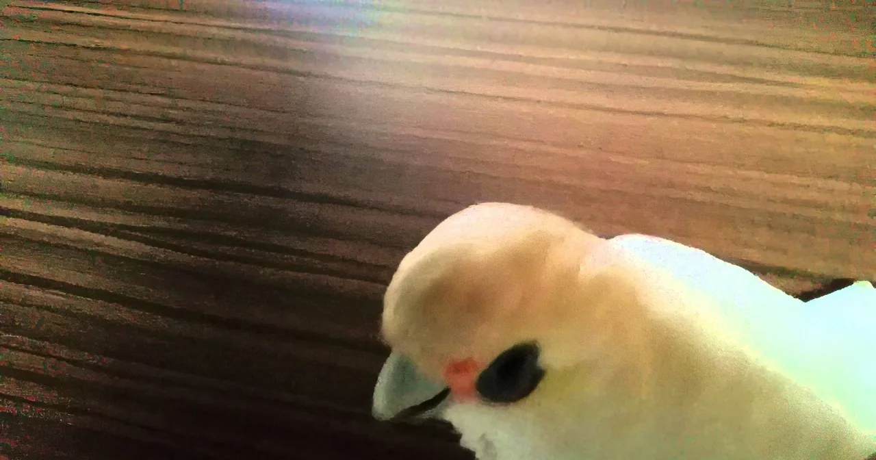 A white cockatoo with a red spot on its beak is perched on a wooden surface.
