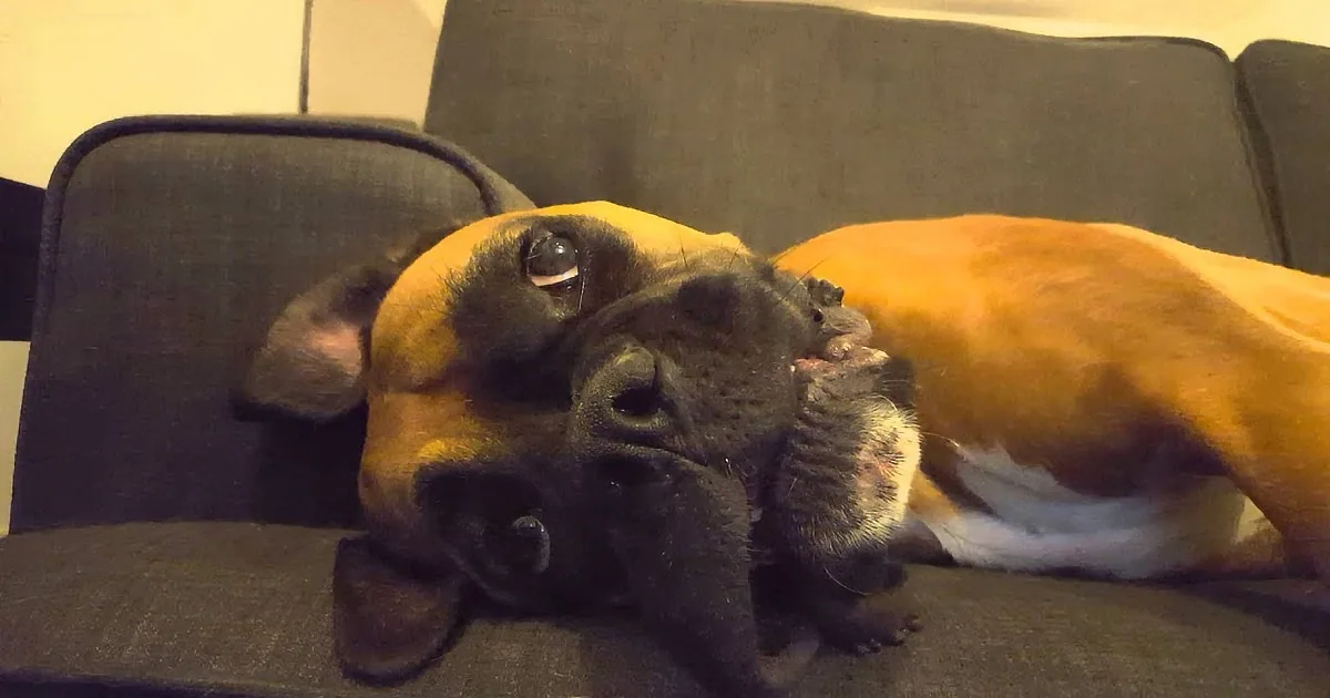 Lily the Boxer Is Throwing a Temper Tantrum. How Long Could You Endure Before Giving In?