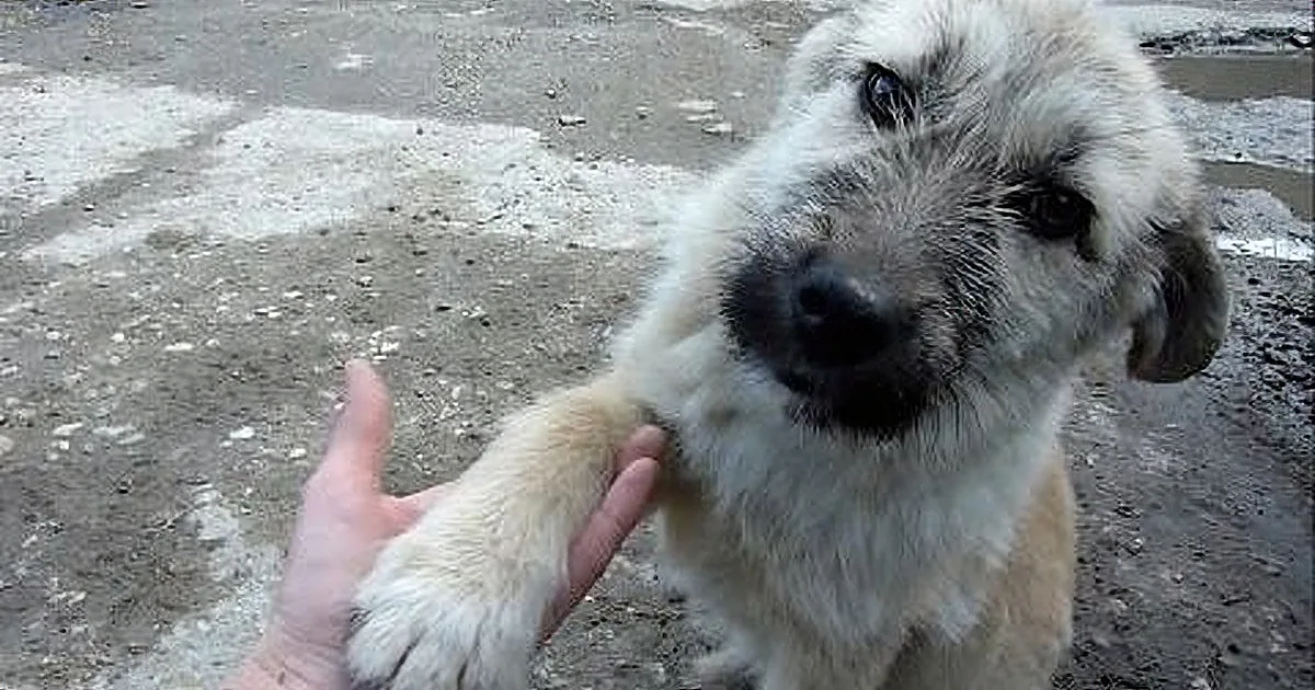 A dog with a dirty face reaches out to shake hands with a person's hand.