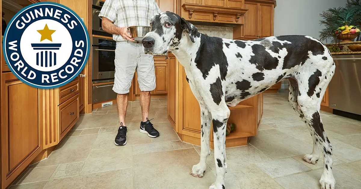 A large Great Dane stands in a kitchen, towering over a person holding a bowl, with a Guinness World Records logo in the...