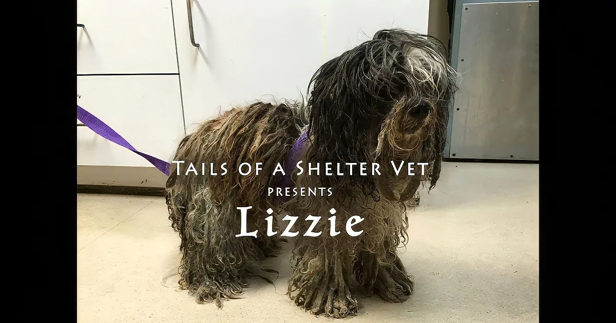 A Tangled Mess of a Dog Comes to a Shelter. Wait Until You See Her Makeover...