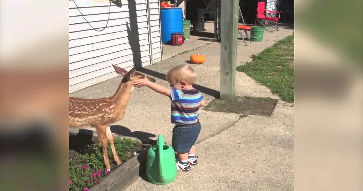 A toddler feeds a fawn in a backyard with a pumpkin and a green watering can nearby.