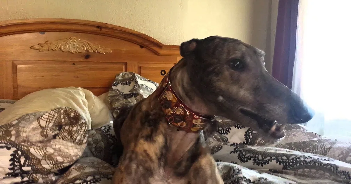 A brindle greyhound dog rests on a bed with patterned bedding, wearing a brown collar.