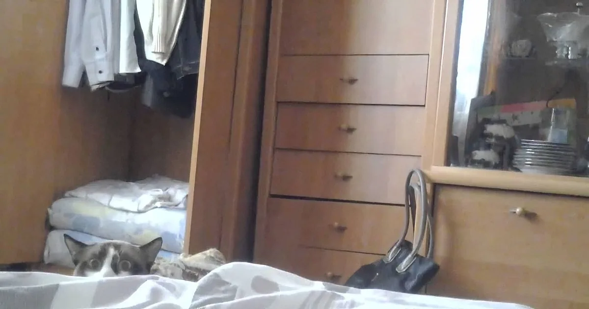 A cat with a white and gray face peeks out from under a blanket in a cluttered room with a wardrobe and dresser.