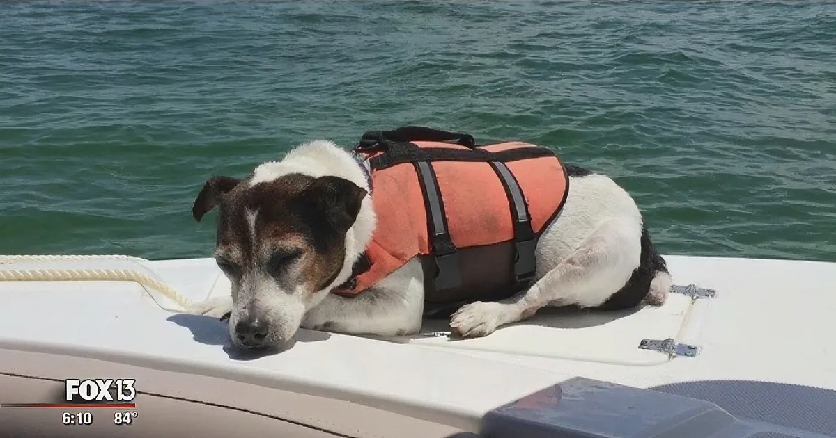 A dog wearing an orange life vest rests on a boat, gazing at the water.