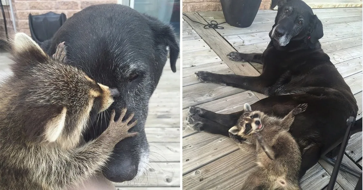 A Raccoon Jumps on a Dog's Back. This Interaction Is Not What You Would Expect.