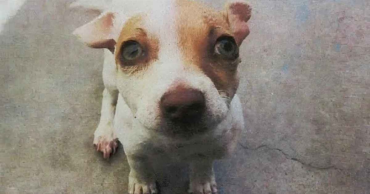 A close-up of a dog with a surprised expression, looking directly at the camera.