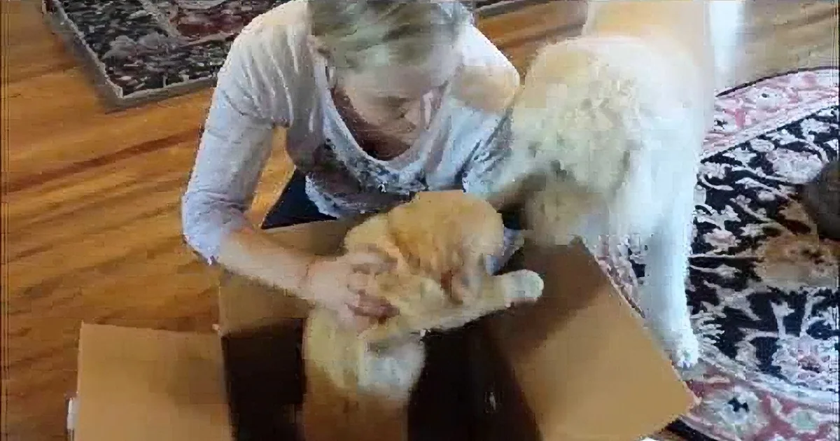 Woman pets orange kitten in cardboard box on hardwood floor, with dog nearby.