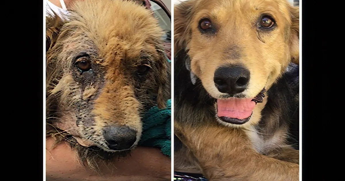A dog's transformation from dirty and unkempt to clean and happy, showcasing rescue and rehabilitation.