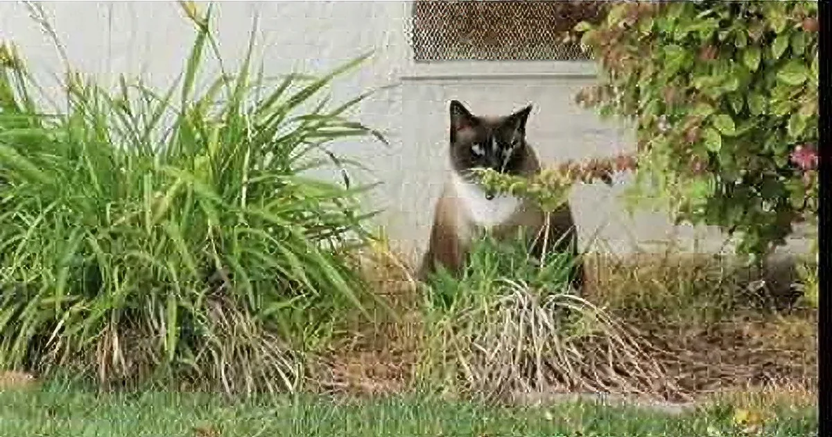 Cat Roams Around His Parents'' Neighborhood. Wait Until You See What He Brings Back.