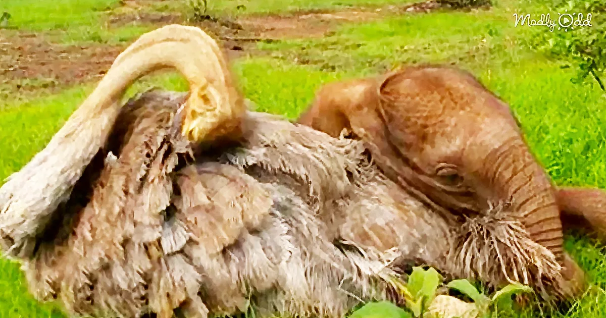 An ostrich with a bird perched on its back, both resting on grass.