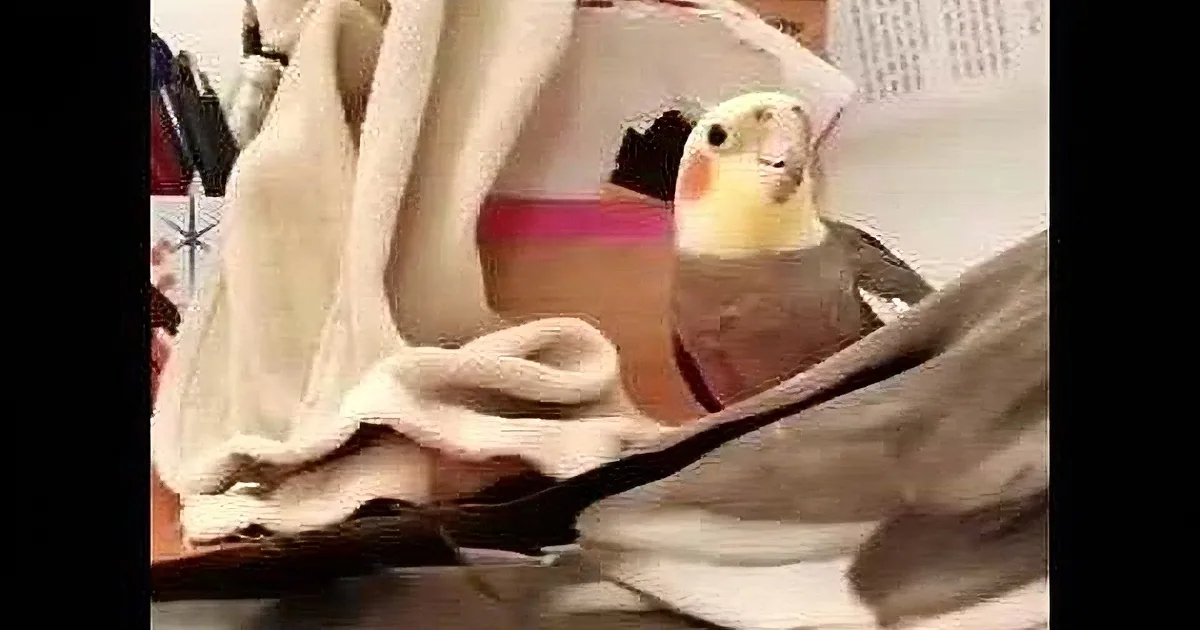 Cockatiel Whistles Theme Song for ''Addams Family''. Wait Until You See How He Does ''Finger Snaps''.