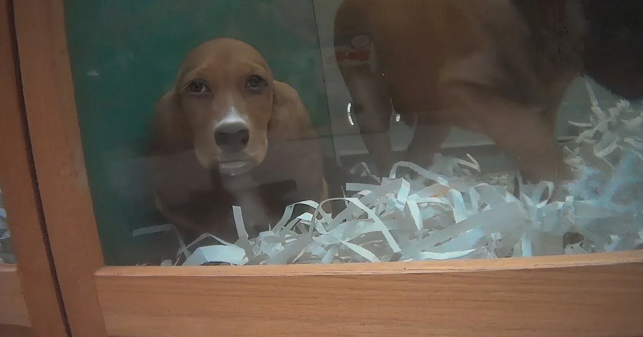 A curious beagle puppy peers through a glass door, surrounded by shredded paper.