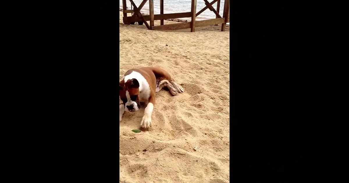 A brown and white dog is lying on its side in the sand, looking up.
