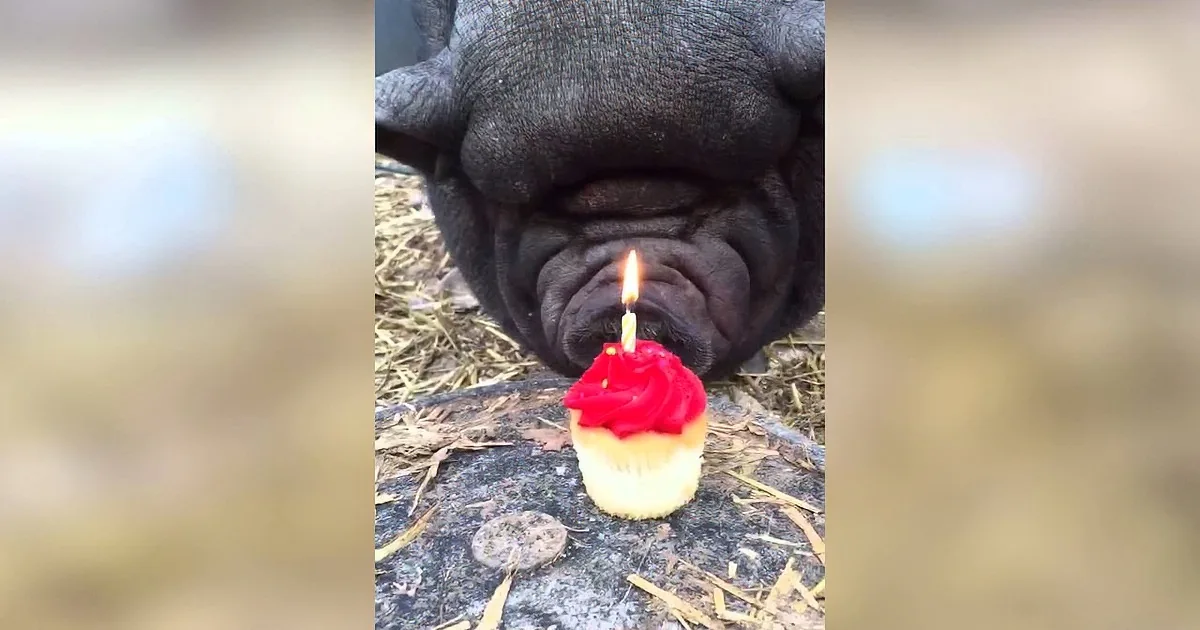 A French Bulldog sniffs a small cupcake with a lit candle on top.