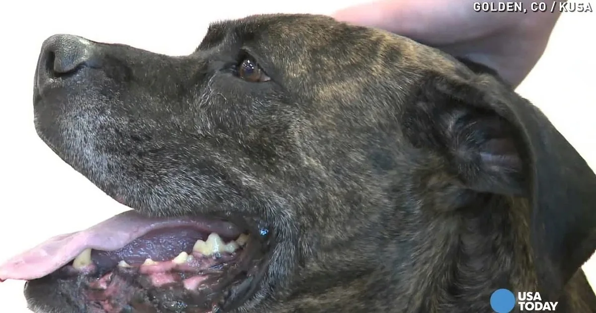 A close-up of a dog with its mouth open, showing teeth and tongue, being petted by a hand.