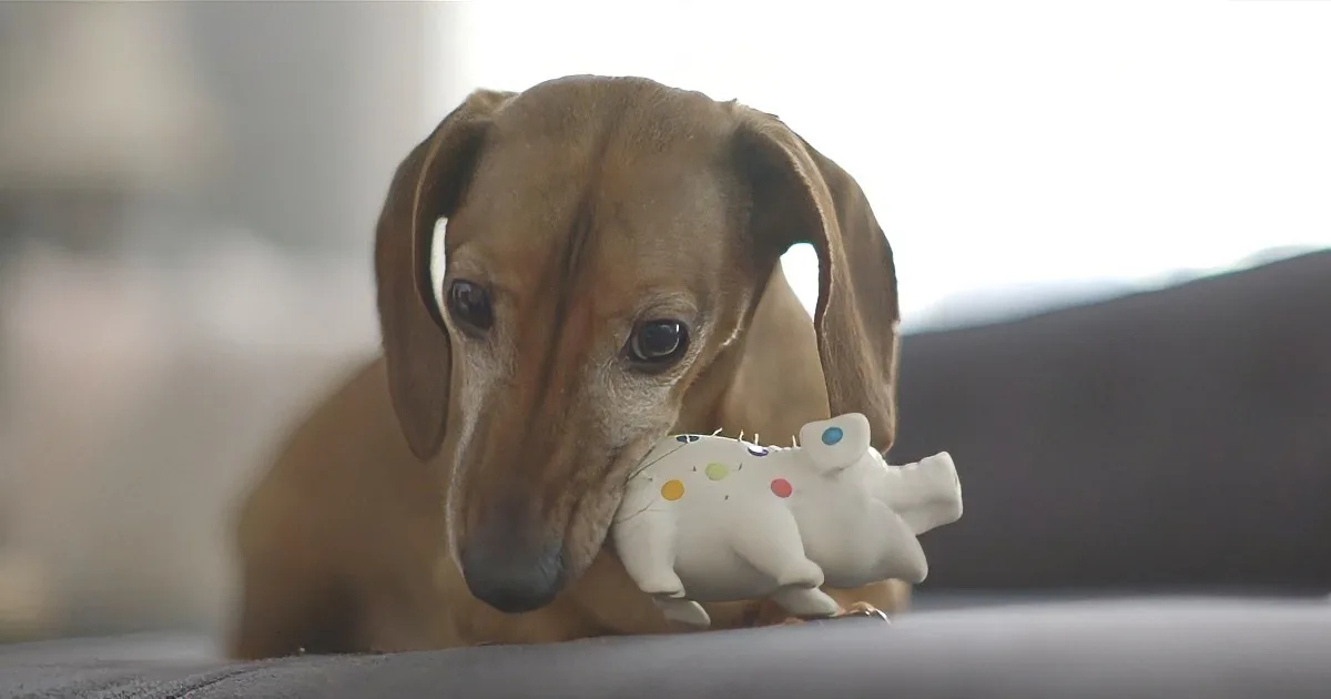 A brown dog with floppy ears is holding a white stuffed toy with colorful spots.