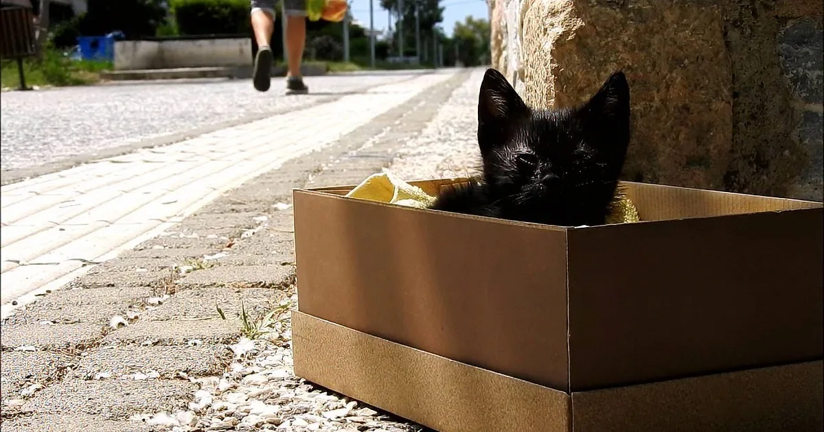 A black kitten rests in a cardboard box on a sunny street, with a person walking in the background.