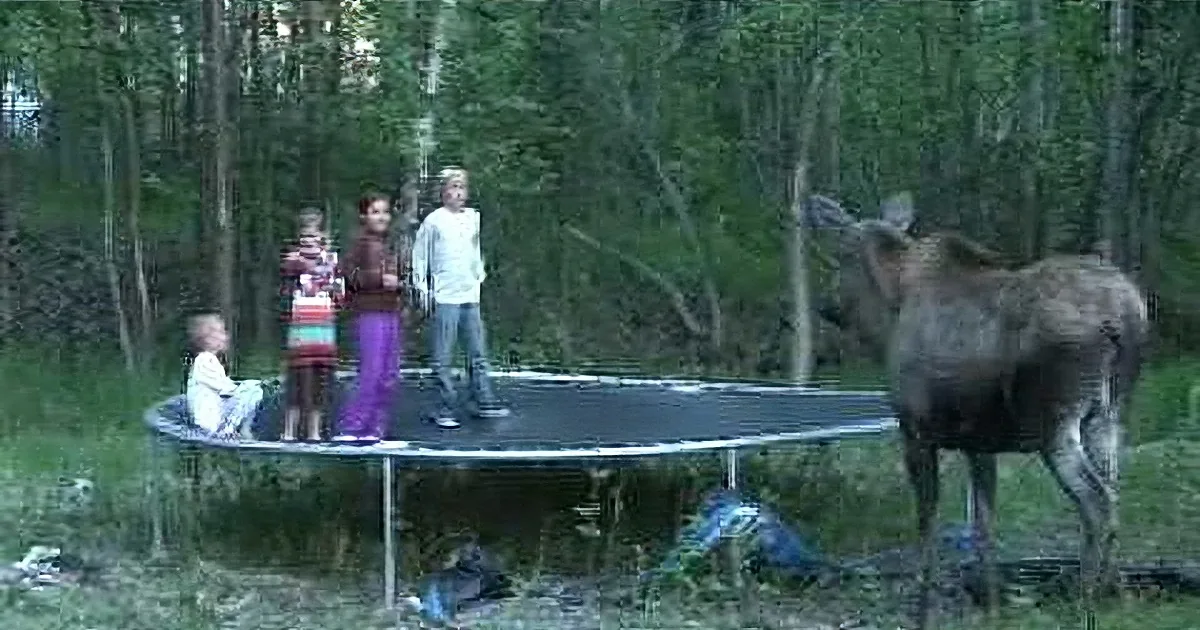 A moose stands near a trampoline where children are playing, surrounded by a forest.