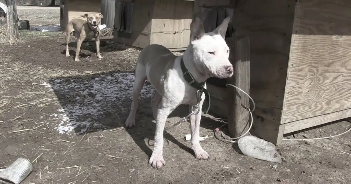 A white dog wearing a harness stands near a wooden structure in a dirt area with another dog in the background.