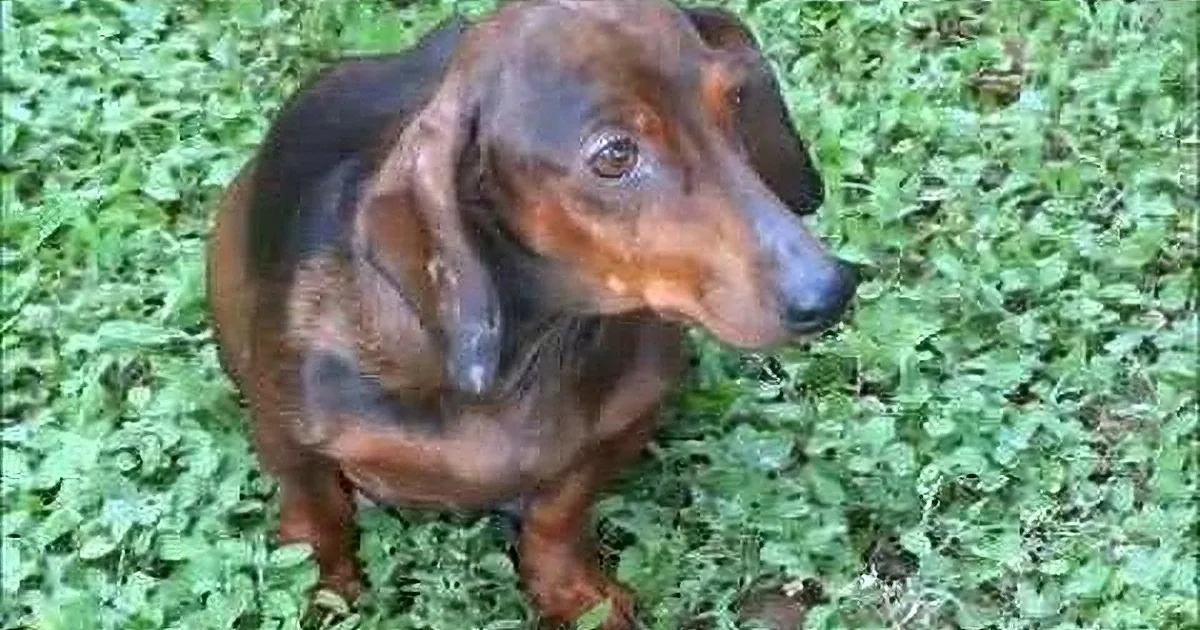 A dachshund with a brown and black coat sits on green grass, looking to the side.