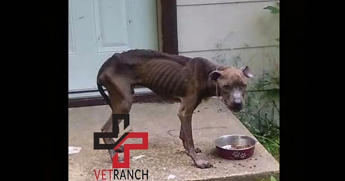 A thin, emaciated dog eats from a bowl on a concrete surface near a door.