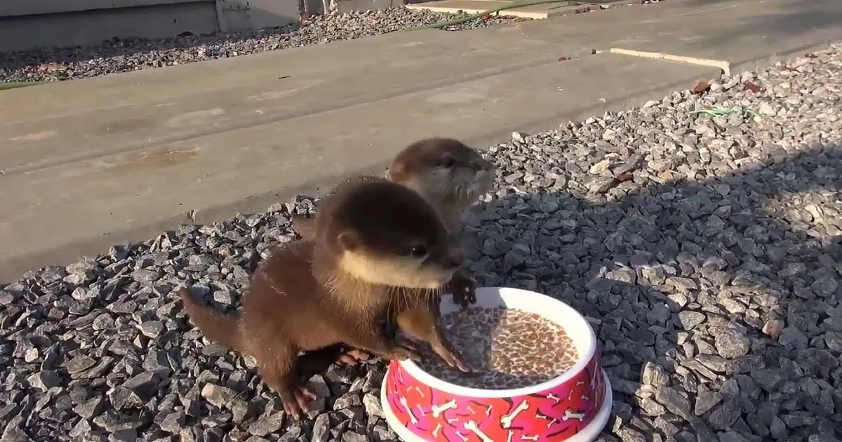 Two otters are eating from a red and white bowl on a gravel surface.