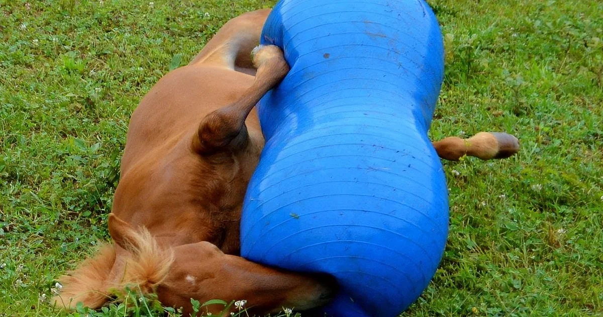 A brown dog is playfully wrestling with a blue plastic tube on a grassy field.