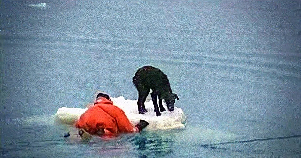 A person in an orange jacket and a black dog are on a small ice floe in the water.