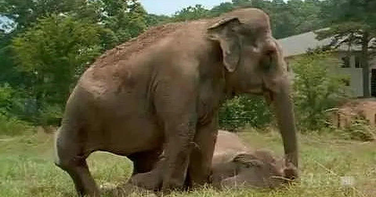 A large elephant stands in a grassy area, appearing to interact with something on the ground.