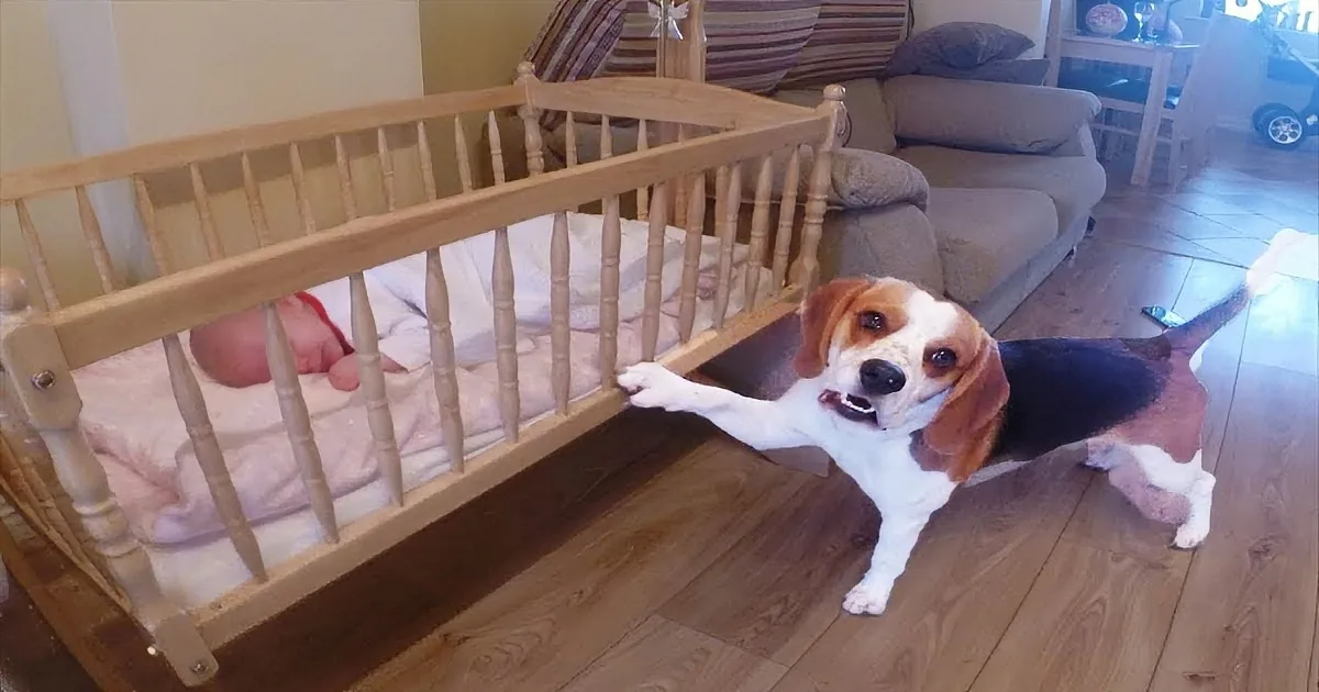 A beagle dog stands next to a baby in a crib, looking at the camera.