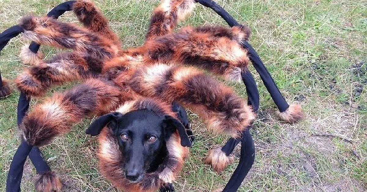 A dog wearing a spider costume with large, furry legs and a black body stands on grass.
