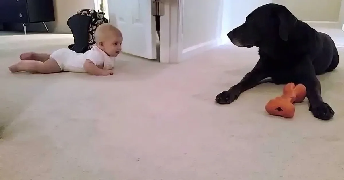 A baby in a white onesie lies on a carpet facing a black dog with an orange toy, both appearing calm and curious.