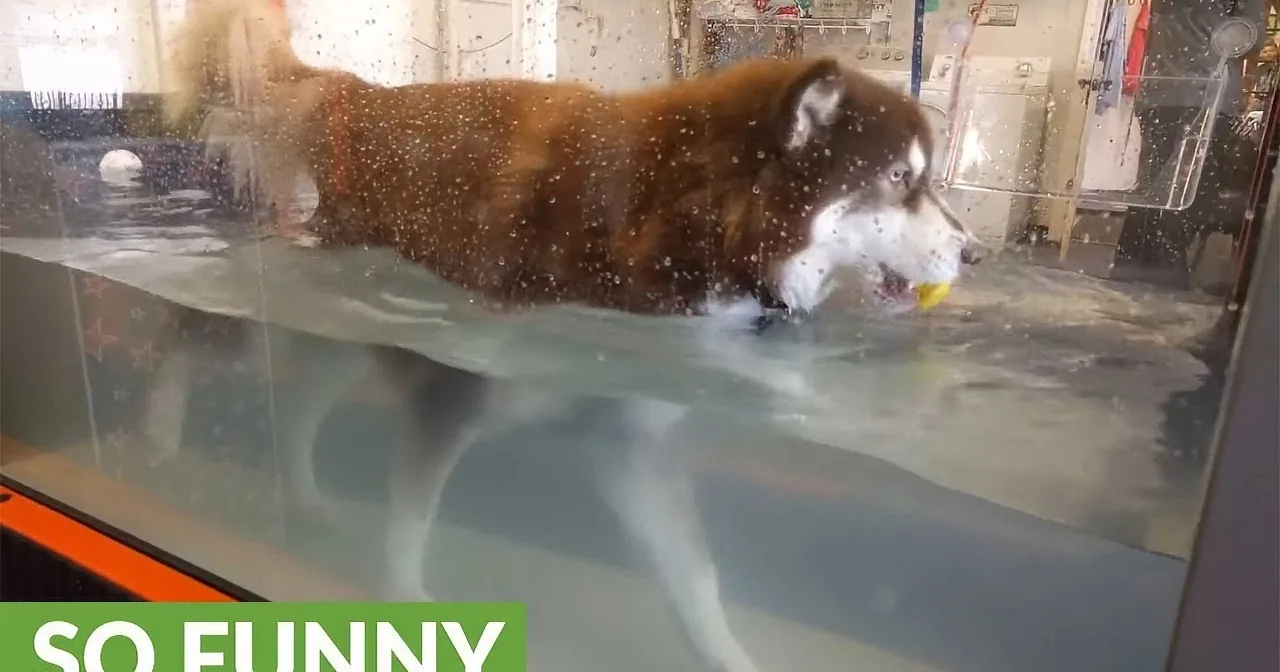 Husky Does Rehab on Underwater Treadmill. He Has Quite the Unusual Thing to Stay Calm!