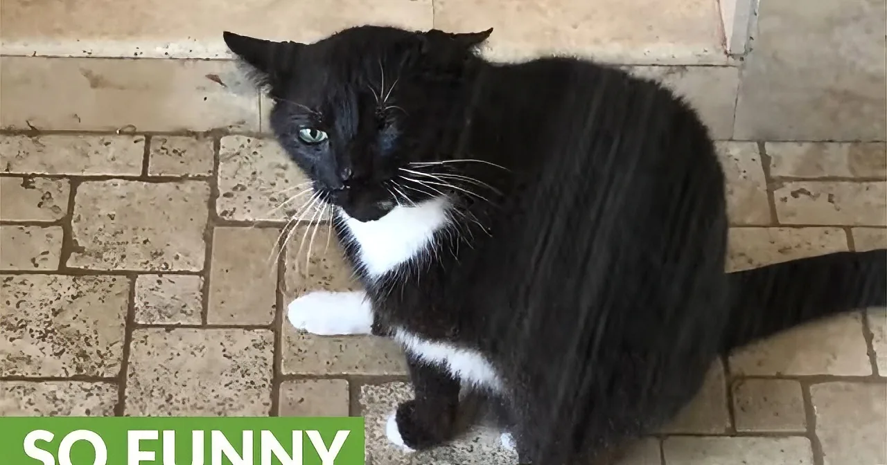 A black and white cat sits on a brick floor, looking directly at the camera with a "so funny" caption.