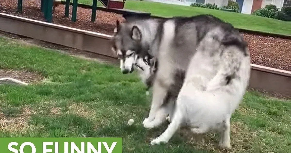 A playful husky dog is mid-movement, seemingly trying to catch or interact with something on the grass.