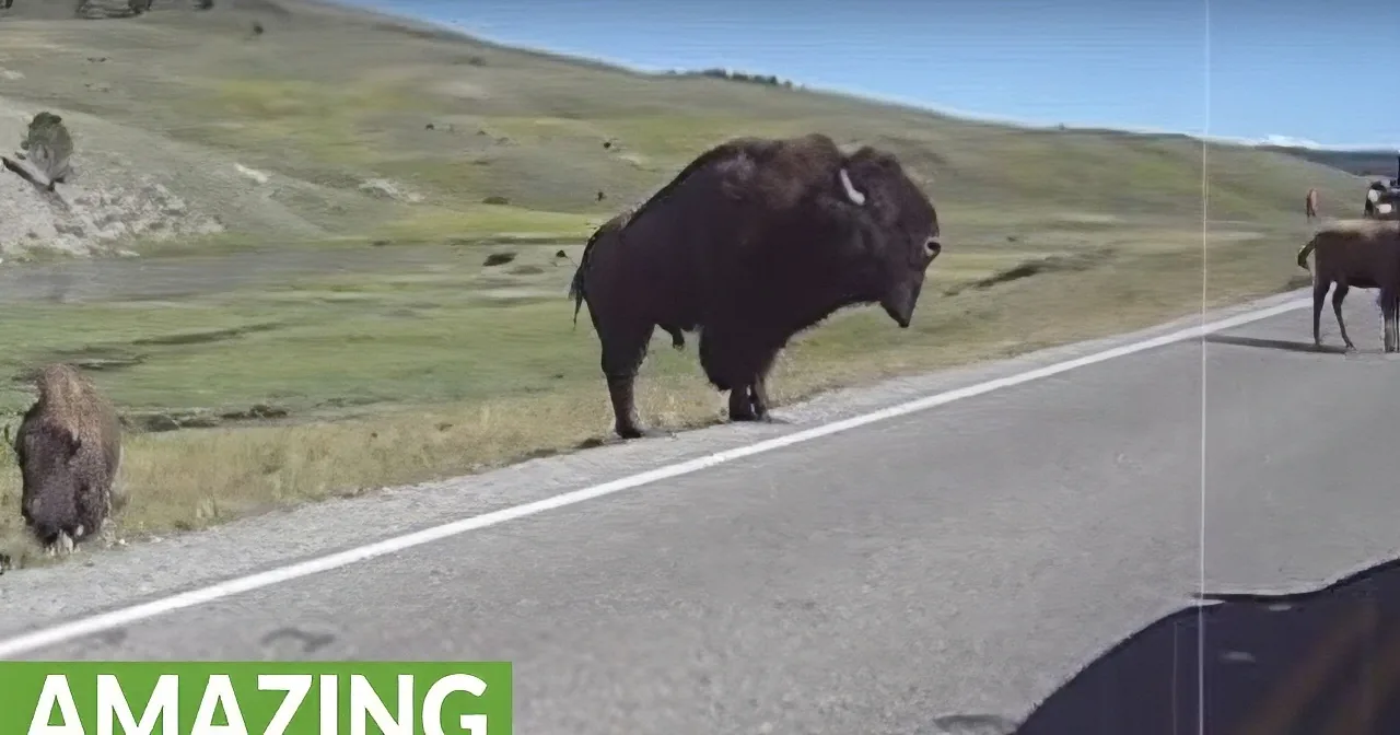 A bison stands on a road, blocking traffic, with other bison in the background.